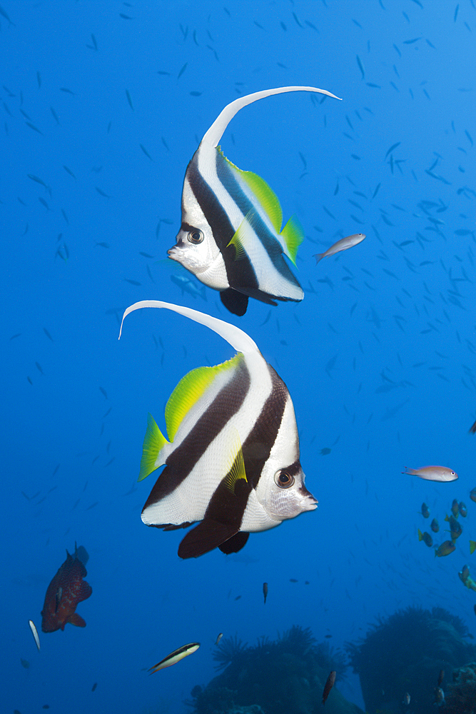 Pair of Longfin Bannerfish, Heniochus acuminatus, Great Barrier Reef, Australia