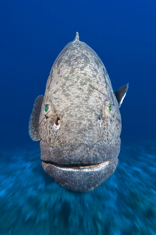 Potato Cod, Epinephelus tukula, Osprey Reef, Coral Sea, Australia