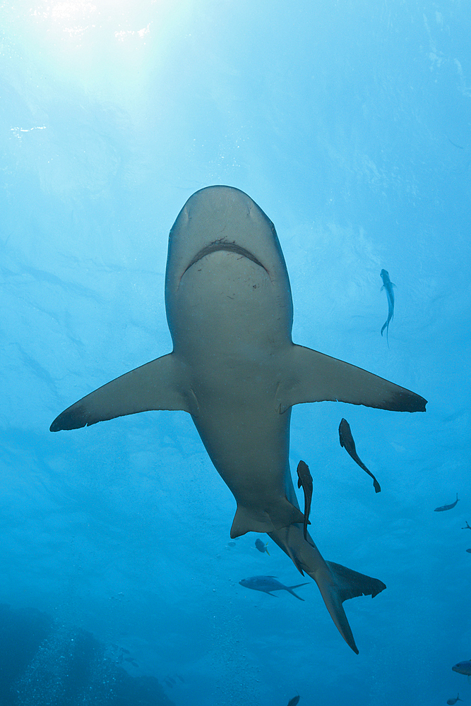 Grey Reef Shark, Carcharhinus amblyrhynchos, Osprey Reef, Coral Sea, Australia