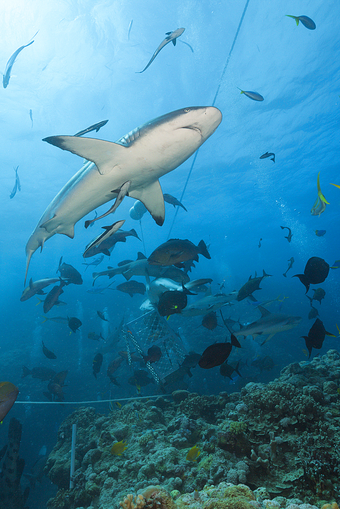 Grey Reef Shark during feeding frenzy, Carcharhinus amblyrhynchos, Osprey Reef, Coral Sea, Australia