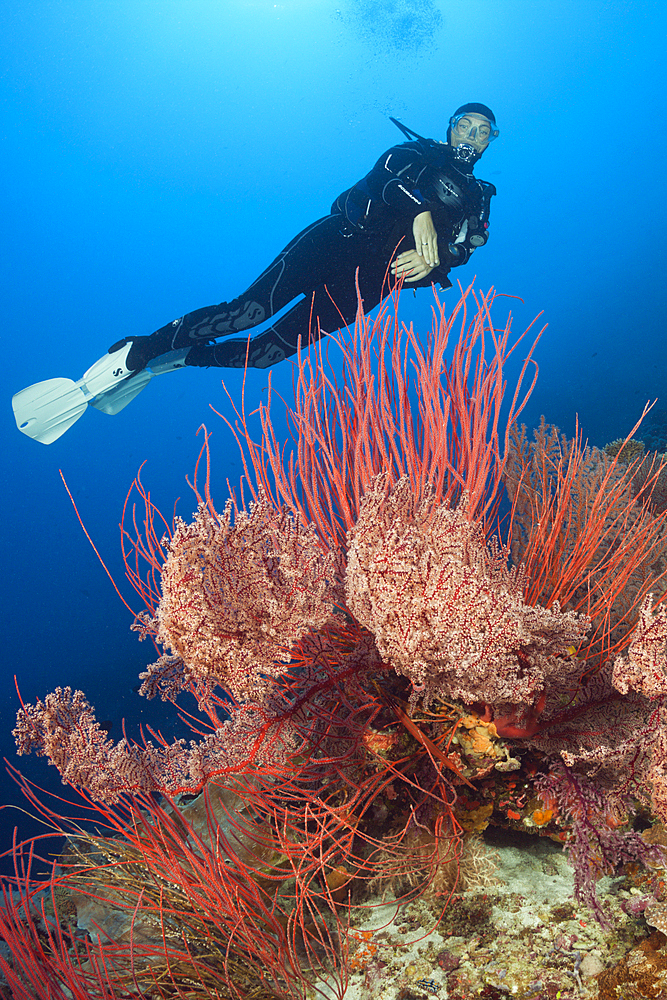 Scuba Diver over Coral Reef, Osprey Reef, Coral Sea, Australia