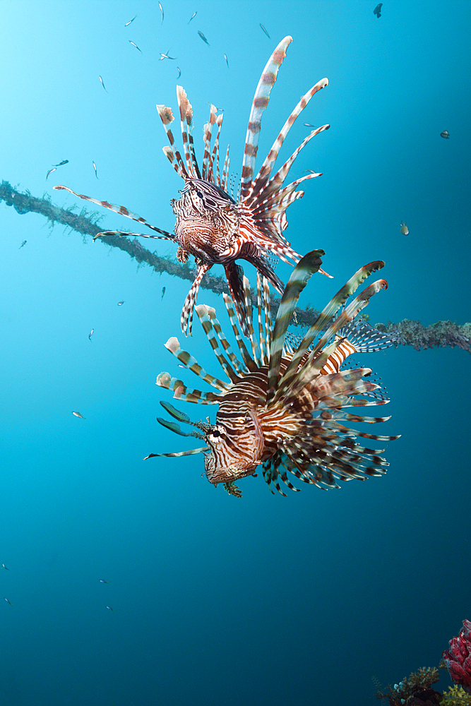 Lionfish at Mbike Wreck, Pterois volitans, Florida Islands, Solomon Islands