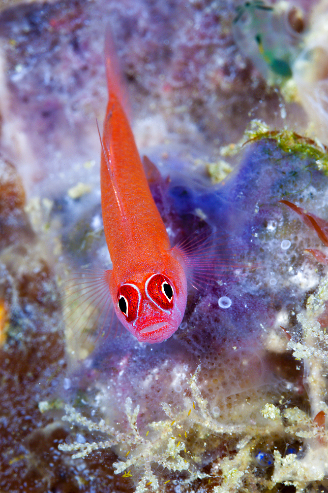 Ring-eyed Goby, Trimma benjamin, Florida Islands, Solomon Islands