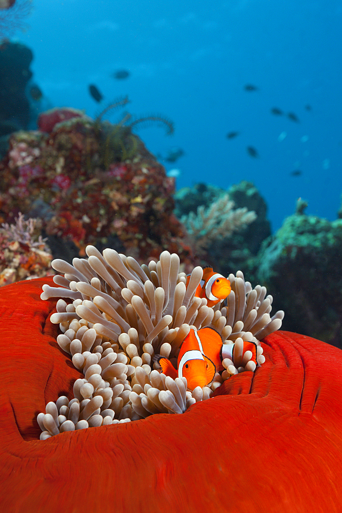 Pair of Clown Anemonefish, Amphiprion ocellaris, Florida Islands, Solomon Islands