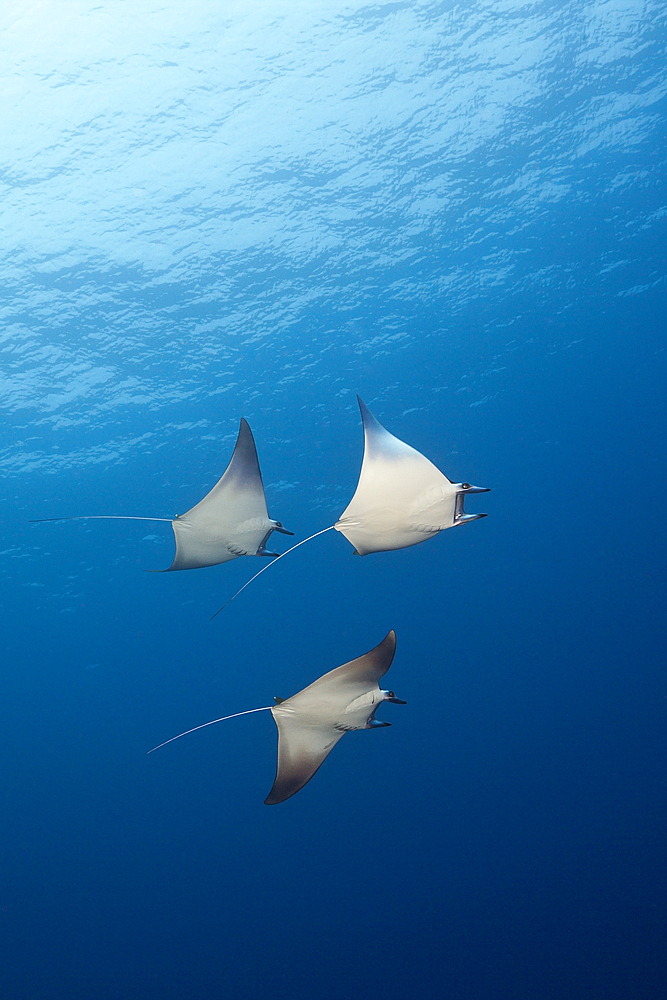 Longhorned Mobula, Mobula eregoodootenkee, Russell Islands, Solomon Islands