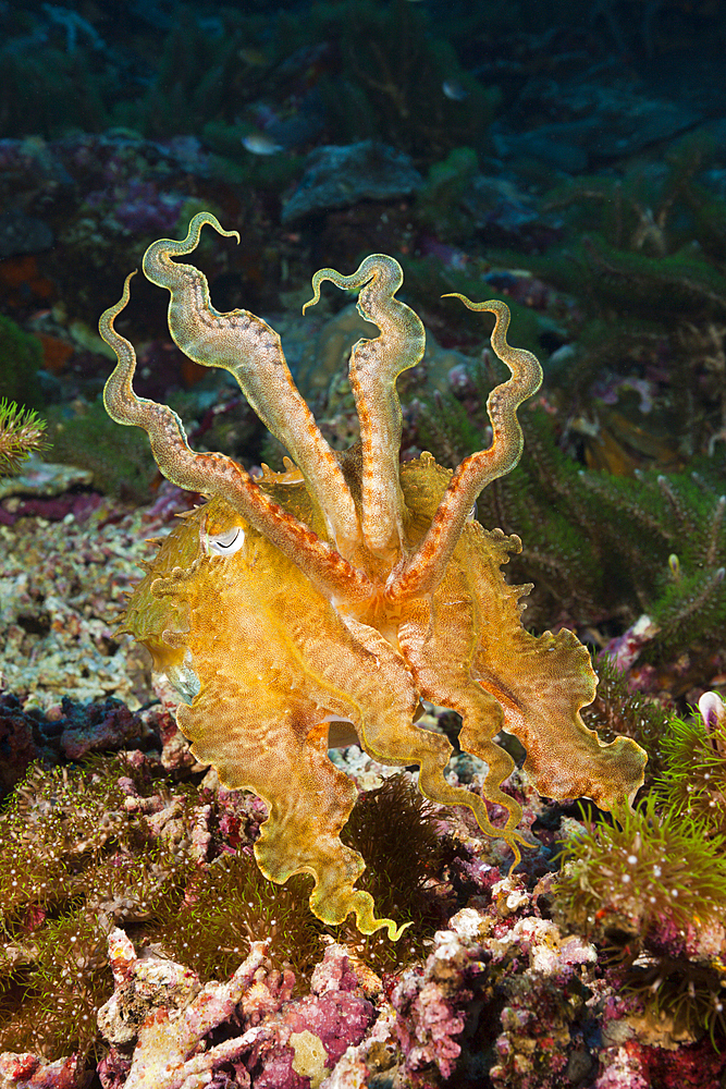 Broadclub Cuttlefish, Sepia latimanus, Marovo Lagoon, Solomon Islands