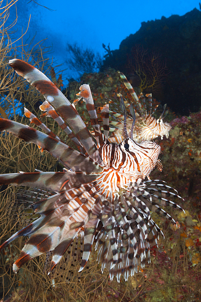 Red Lionfish, Pterois volitans, Marovo Lagoon, Solomon Islands