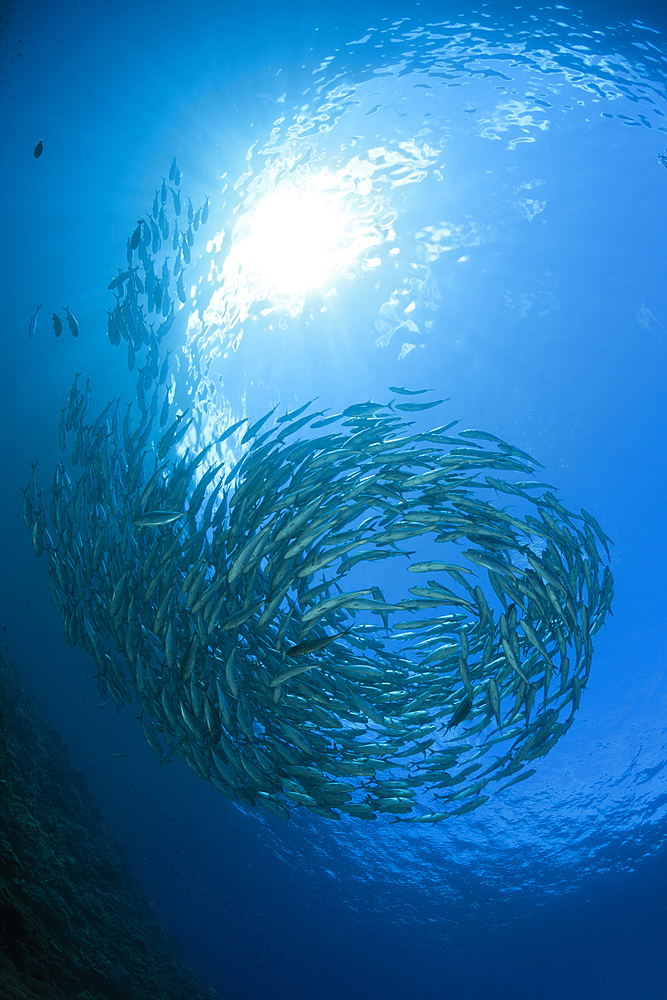 Schooling Bigeye Trevally, Caranx sexfasciatus, Mary Island, Solomon Islands