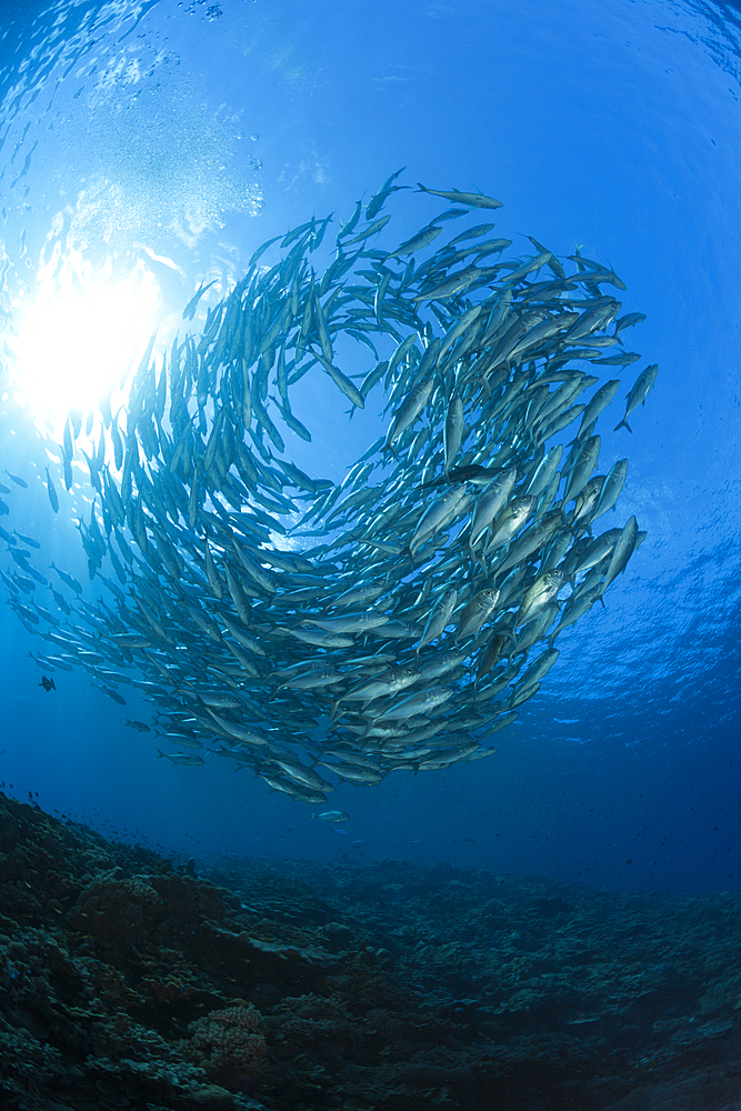 Schooling Bigeye Trevally, Caranx sexfasciatus, Mary Island, Solomon Islands