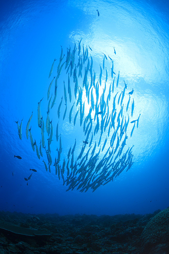 Shoal of Blackfin Barracuda, Sphyraena qenie, Mary Island, Solomon Islands