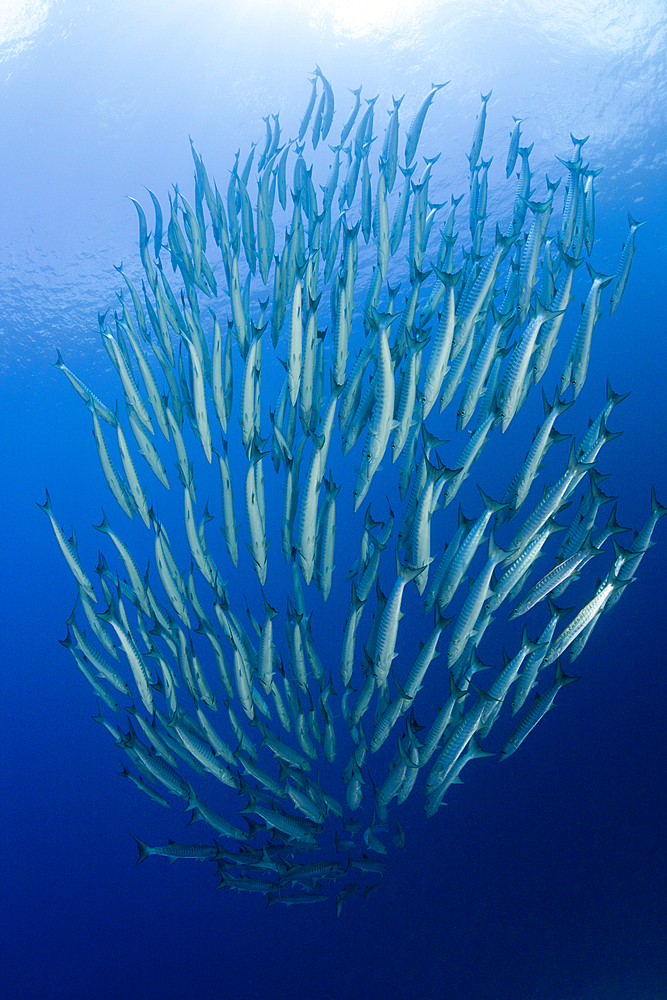 Shoal of Blackfin Barracuda, Sphyraena qenie, Mary Island, Solomon Islands