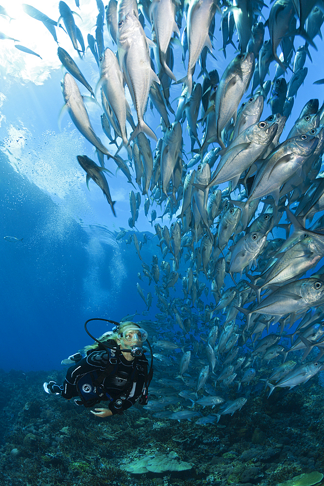 Diver and Shoal of Bigeye Trevally, Caranx sexfasciatus, Mary Island, Solomon Islands