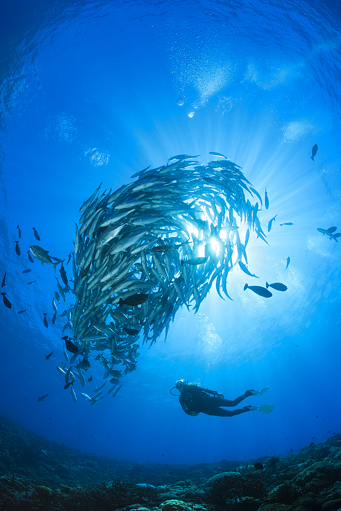 Diver and Shoal of Bigeye Trevally, Caranx sexfasciatus, Mary Island, Solomon Islands