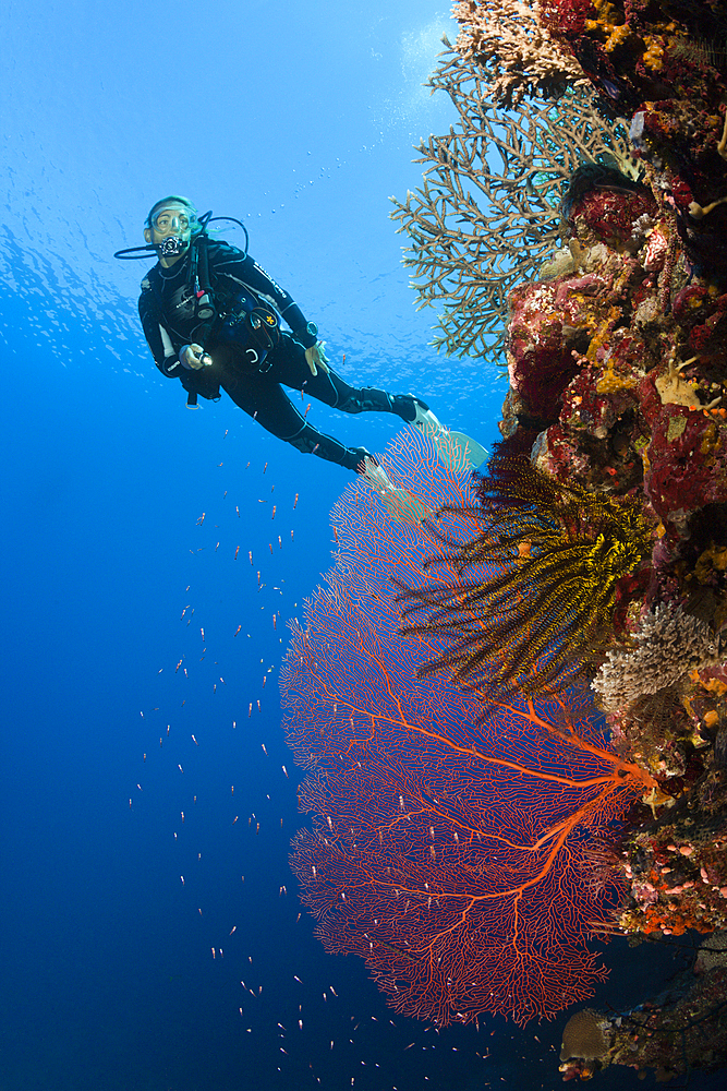 Scuba Diver over Coral Reef, Russell Islands, Solomon Islands