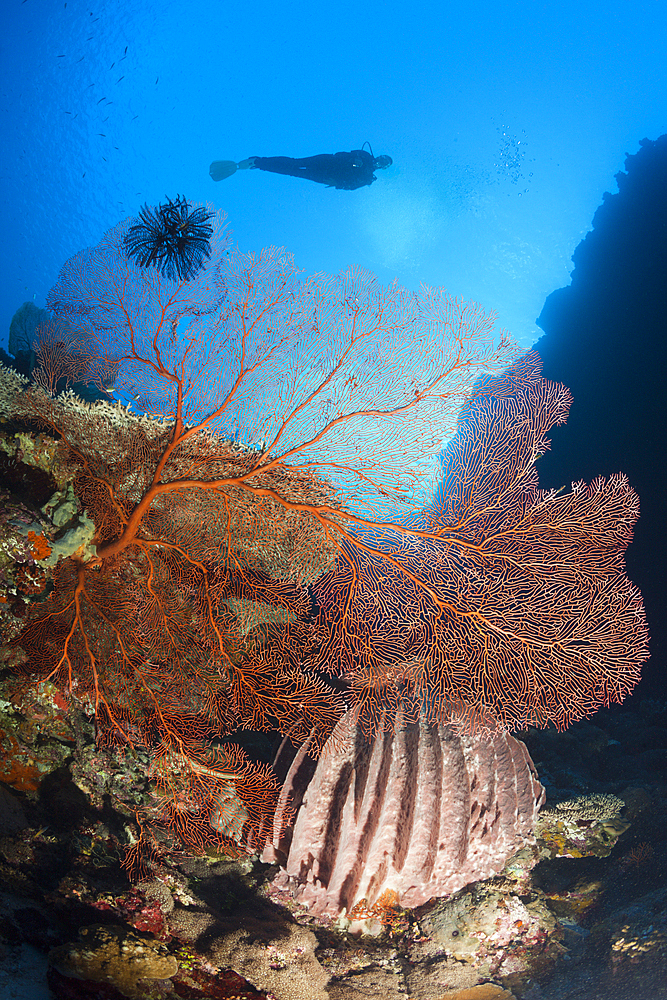 Scuba Diver over Coral Reef, Russell Islands, Solomon Islands