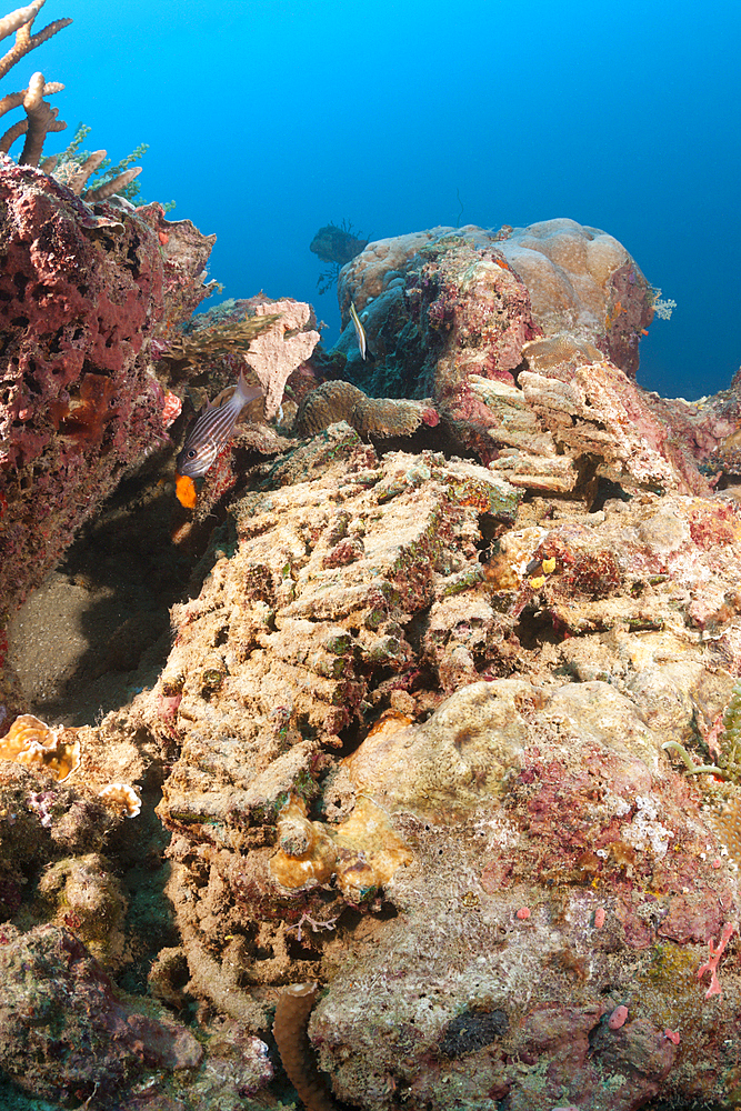 Munition of White Beach Truck Wrecks, Russell Islands, Solomon Islands