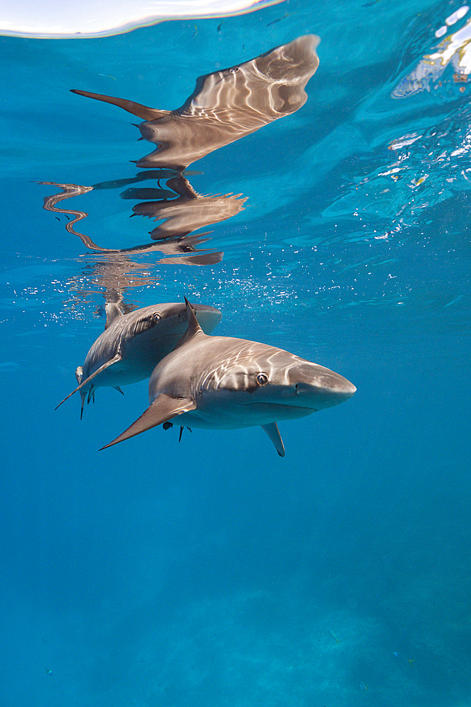 Blacktip Reef Shark, Carcharhinus melanopterus, Marovo Lagoon, Solomon Islands