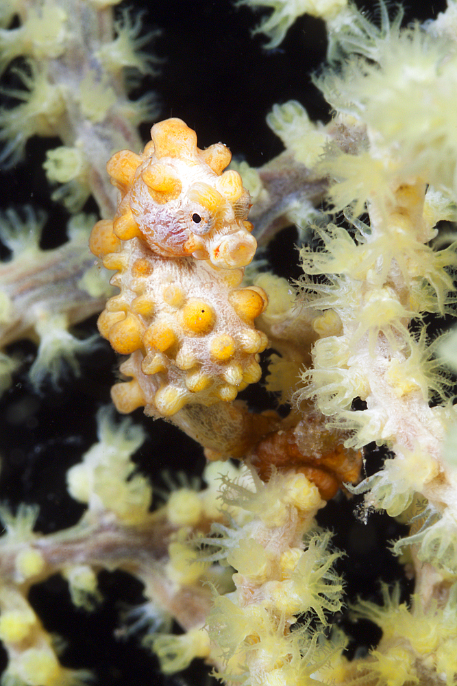 Bargibanti Pygmy Seahorse, Hippocampus bargibanti, Komodo National Park, Indonesia