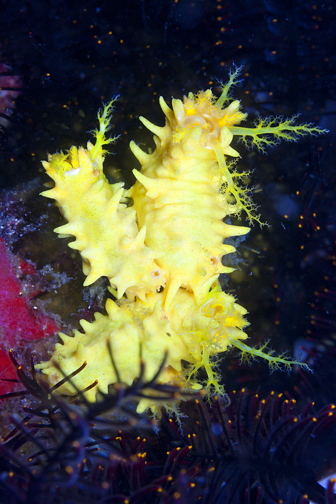 Yellow Sea Cucumber, Colochirus robustus, Komodo National Park, Indonesia