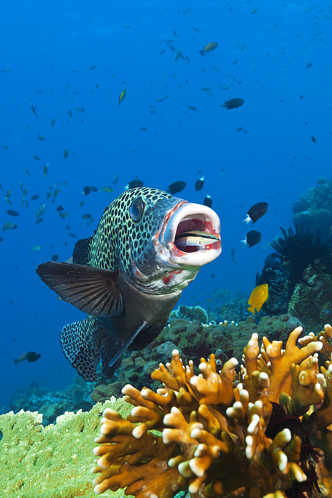 Harlequin Sweetlips cleaned by Cleaner Wrasse, Plectorhinchus chaetodonoides, Komodo National Park, Indonesia