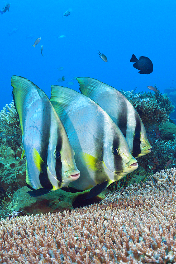 Group of Pinnate Batfish, Platax pinnatus, Komodo National Park, Indonesia