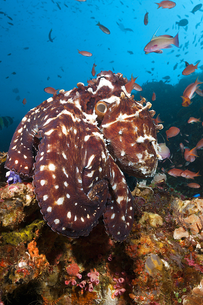 Day Octopus, Octopus cyanea, Komodo National Park, Indonesia