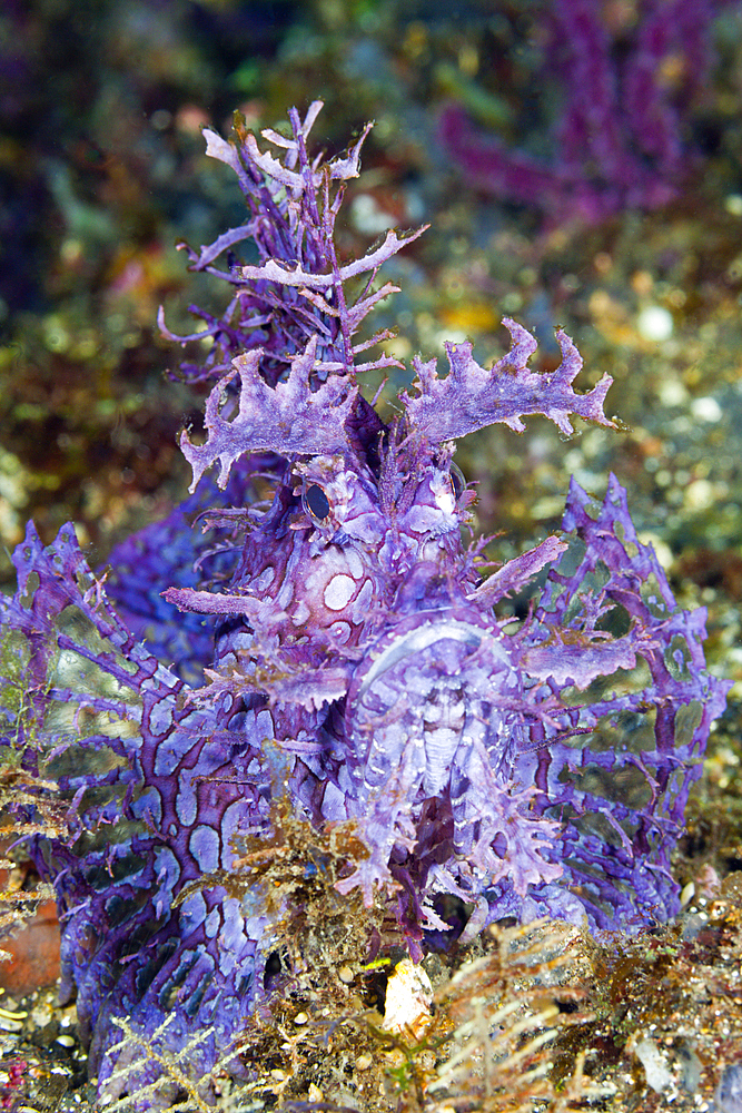 Weedy Scorpionfish, Rhinopias frondosa, Komodo National Park, Indonesia