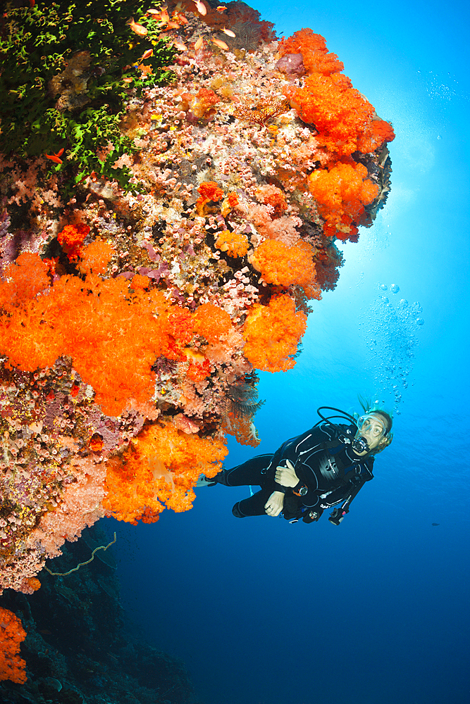 Scuba diver over Coral Reef, Komodo National Park, Indonesia