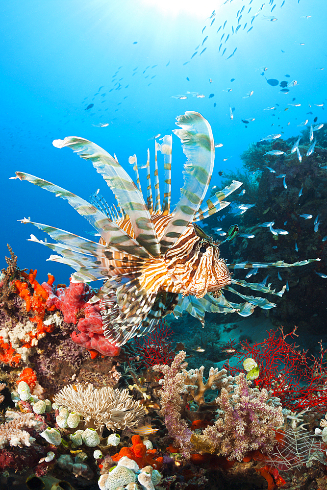 Lionfish in Coral Reef, Pterois volitans, Komodo National Park, Indonesia