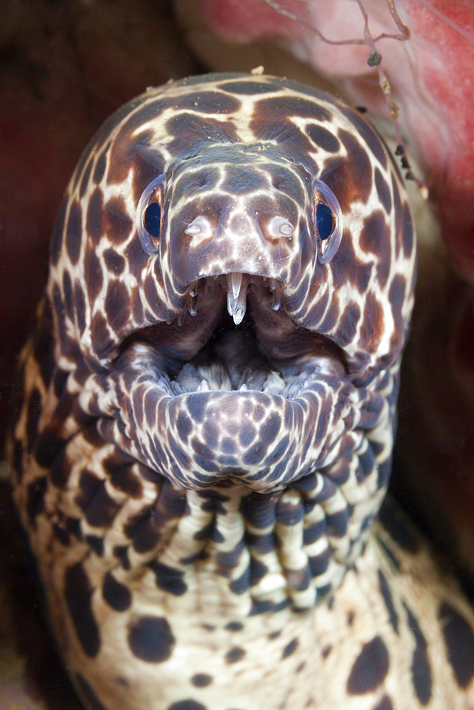 Honeycomb Moray cleaned by Shrimp, Gymnothorax isingteena, Bali, Indonesia