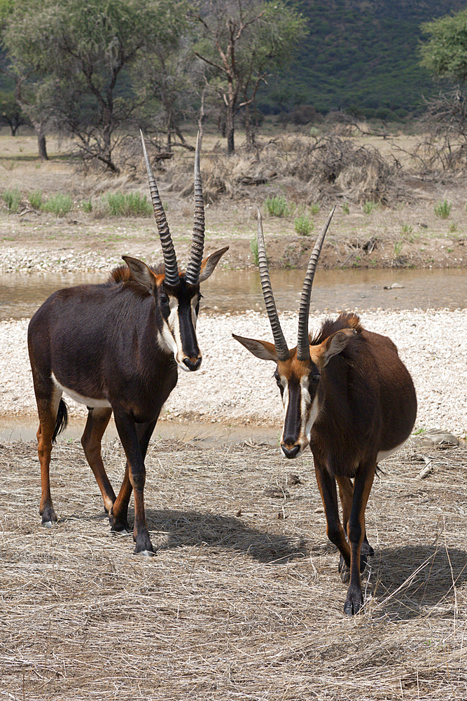 Pair of Sable Antilopes, Hippotragus niger, Namibia