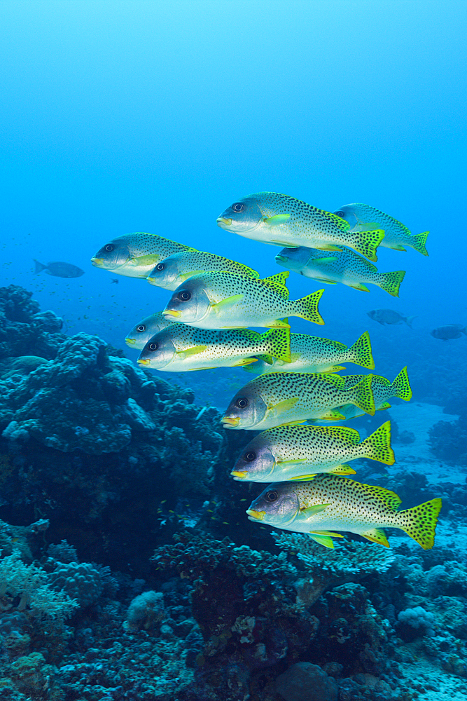 Shoal of Blackspotted Sweetlips, Plectorhinchus gaterinus, Red Sea, Dahab, Egypt