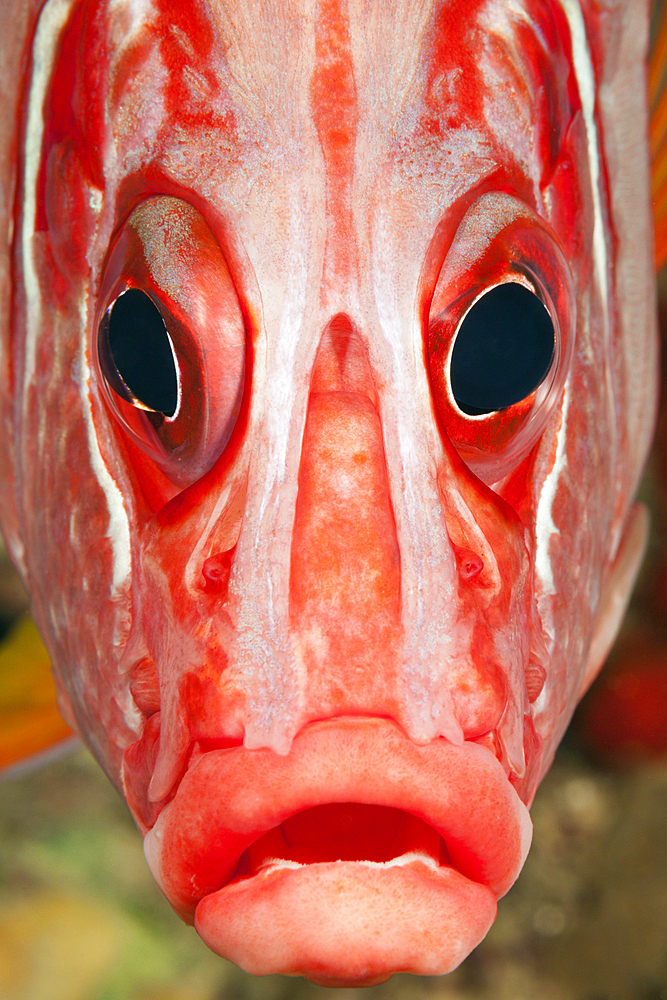 Portrait of Squirrelfish, Sargocentron spiniferum, Red Sea, Dahab, Egypt