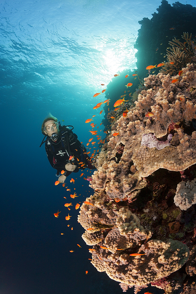 Scuba Diver and Coral Reef, Red Sea, Dahab, Egypt