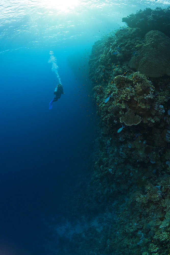 Scuba Diver and Coral Reef, Red Sea, Dahab, Egypt