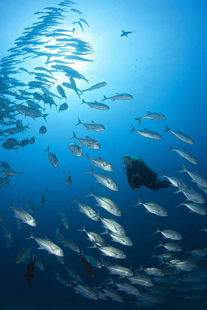 Scuba Diver and Shoal of Bigeye Trevally, Caranx sexfasciatus, Sanganeb, Red Sea, Sudan