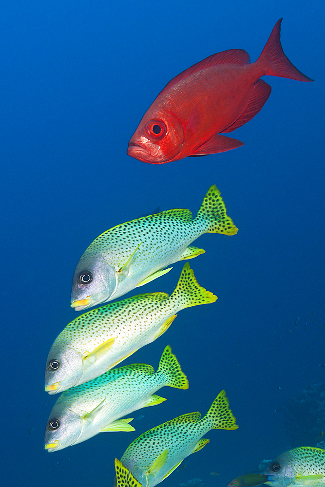 Shoal of Blackspotted Sweetlips, Plectorhinchus gaterinus, Sanganeb, Red Sea, Sudan