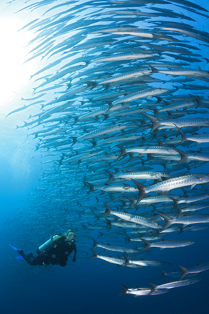 Scuba Diver and Shoal of Blackfin Barracuda, Sphyraena qenie, Shaab Rumi, Red Sea, Sudan