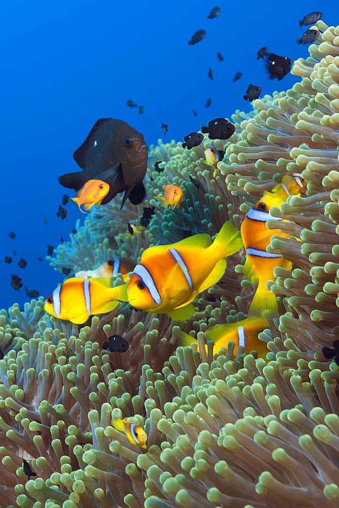 Twobar Anemonefish in Coral Reef, Amphiprion bicinctus, Shaab Rumi, Red Sea, Sudan