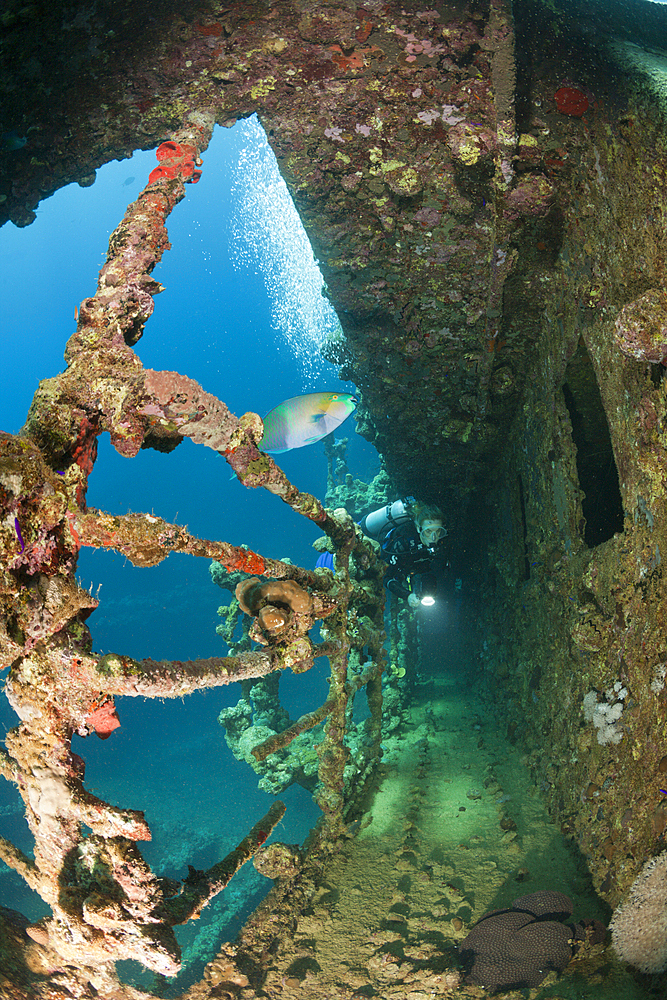 Scuba Diver at Umbria Wreck, Wingate Reef, Red Sea, Sudan