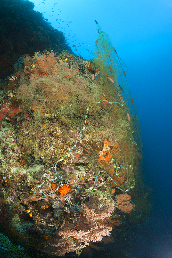 Lost Fishing Net covers Coral Reef, Indo Pacific, Indonesia