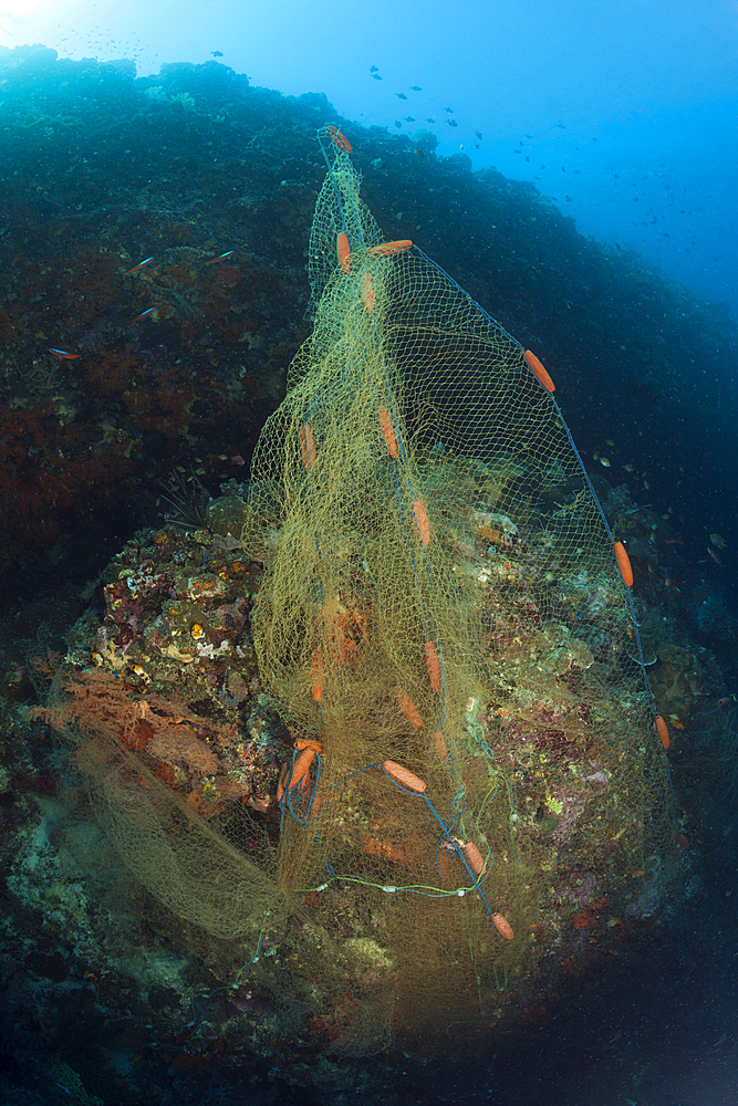 Lost Fishing Net covers Coral Reef, Indo Pacific, Indonesia