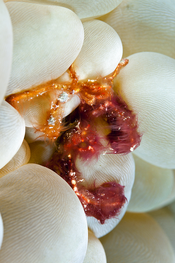 Pair of Orangutan Crab in Bubble Coral, Achaeus japonicus, Ambon, Moluccas, Indonesia