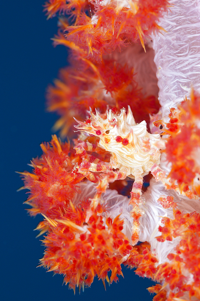 Soft Coral Spider Crab, Hoplophrys oatesii, Ambon, Moluccas, Indonesia