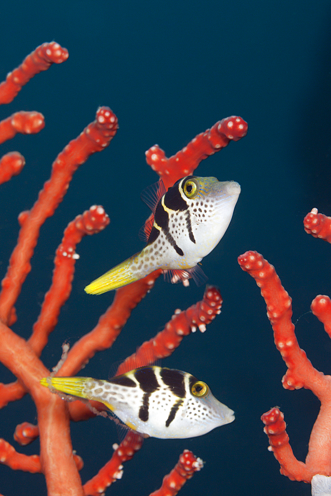 Pair of Black-saddled Puffer, Canthigaster valentini, Ambon, Moluccas, Indonesia