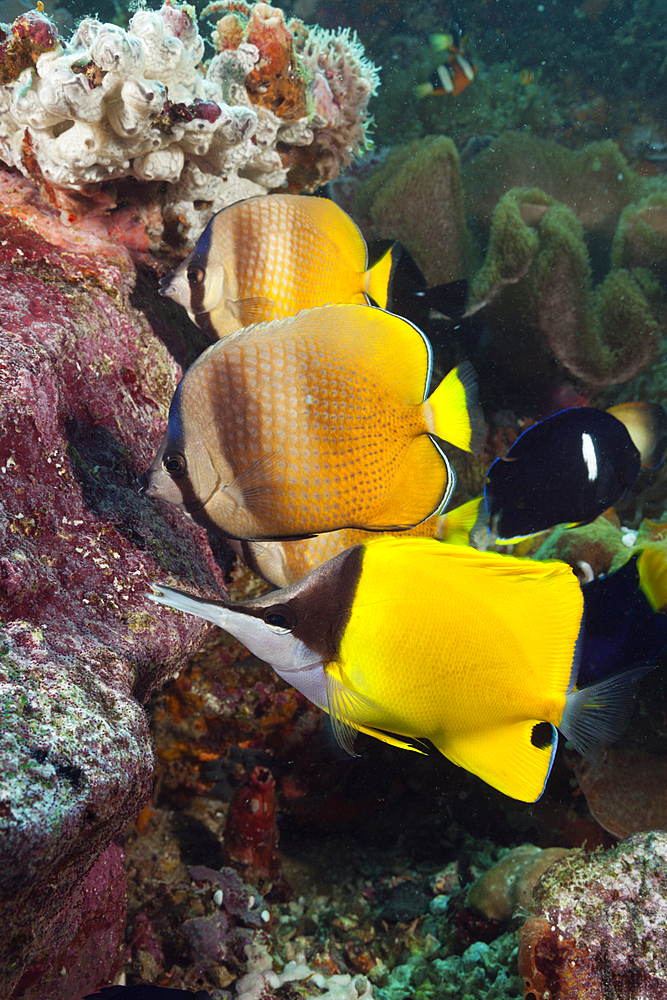 Butterflyfishes feeding on Fish Spawn, Chaetodon kleinii, Ambon, Moluccas, Indonesia