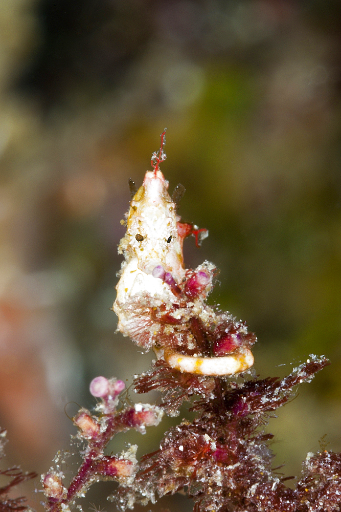 Colemans Pygmy Seahorse, Hippocampus colemani, Raja Ampat, West Papua, Indonesia