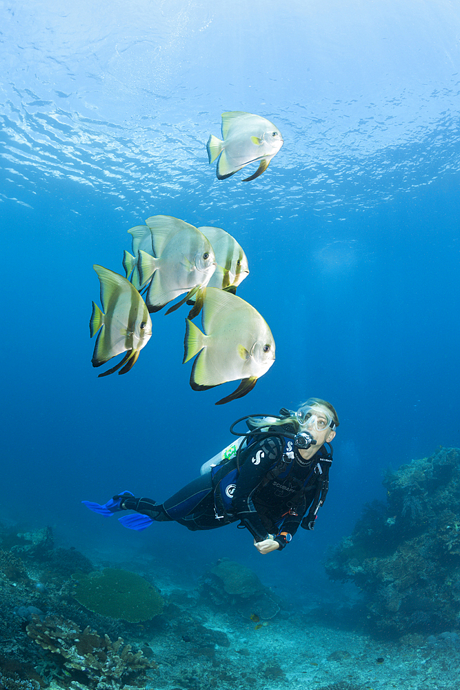 Scuba diver and Longfin Batfish, Platax teira, Raja Ampat, West Papua, Indonesia