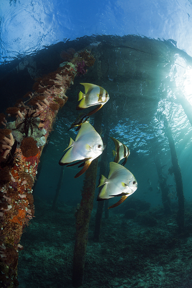 Longfin Batfish under Aborek Jetty, Platax teira, Raja Ampat, West Papua, Indonesia