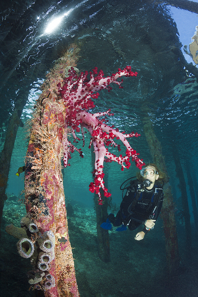 Soft Corals under Aborek Jetty, Dendronephthya sp., Raja Ampat, West Papua, Indonesia